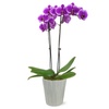 Fresh Flowers & Live Indoor Plants