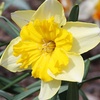 Daffodil Flowers: Gourmet Food & Fresh Indoor Plants