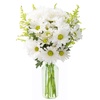 Daisies: Fresh Flowers & Indoor Plants for Grocery Shopping