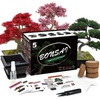 Live Indoor Plants: Shop Bamboo, Orchids, Bonsai & More
