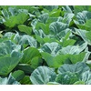 Collard Greens: Grocery & Gourmet Food, Fresh Vegetables