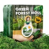 Floral Moss: Arts & Crafts Supplies for Arranging