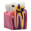 Models & Educational Materials for Dental Professionals