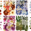 Dried Flowers for Crafting & Home Decor - Digital Store