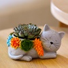 Discover Plants: Digital Store | Cacti, Flowers, Trees & More