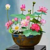 Shop Plants, Seeds & Bulbs - From Aquatic to Bonsai