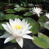 Aquatic Plants: Shop Seeds, Bulbs & More for Patio, Lawn & Garden