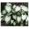 Grasses: Plants, Seeds, Bulbs & More For Patio, Lawn & Garden