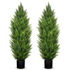 Trees & Plants for Patio, Lawn, Garden & More