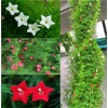 Vines for Patio, Lawn, Garden & Farm - Plants, Seeds, Bulbs