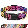Collars for Dogs: All Types & Styles Available