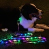 Leashes & Accessories for Dogs: Pet Supplies, Hands-Free, Training