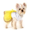 Pet Dresses: Apparel & Clothing for Dogs & Cats