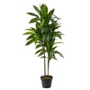 Ornamental Plants for Home & Garden Decor